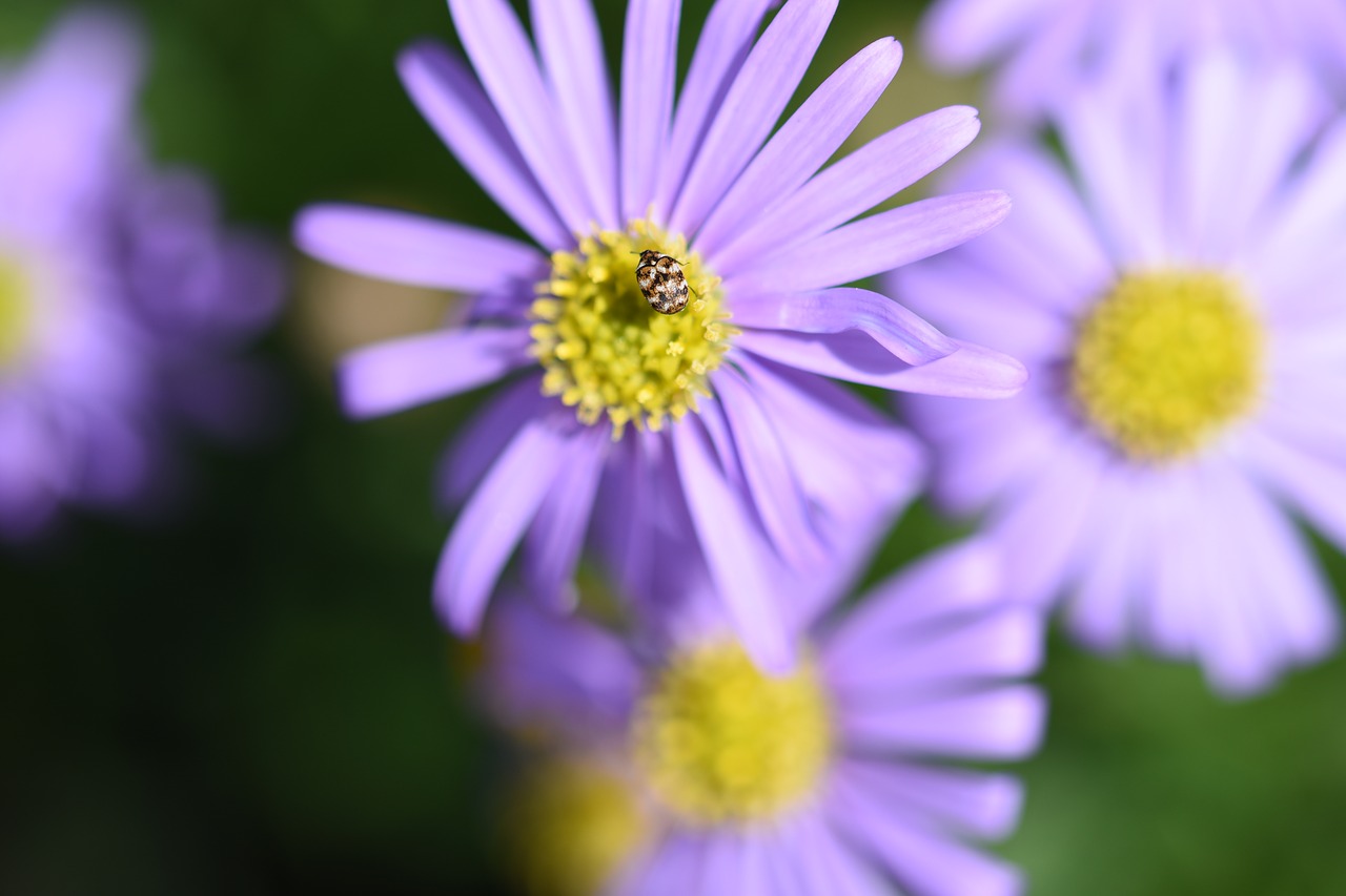 nature flower flora free photo