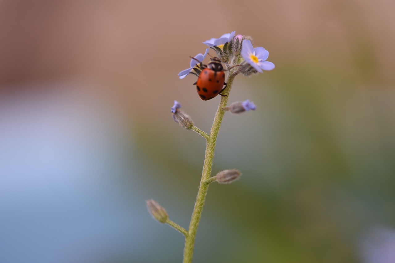 nature insect outdoors free photo