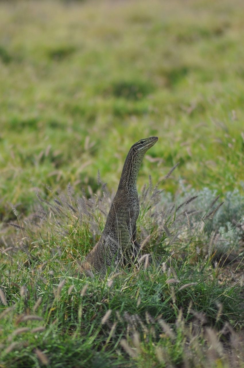 nature wildlife grass free photo