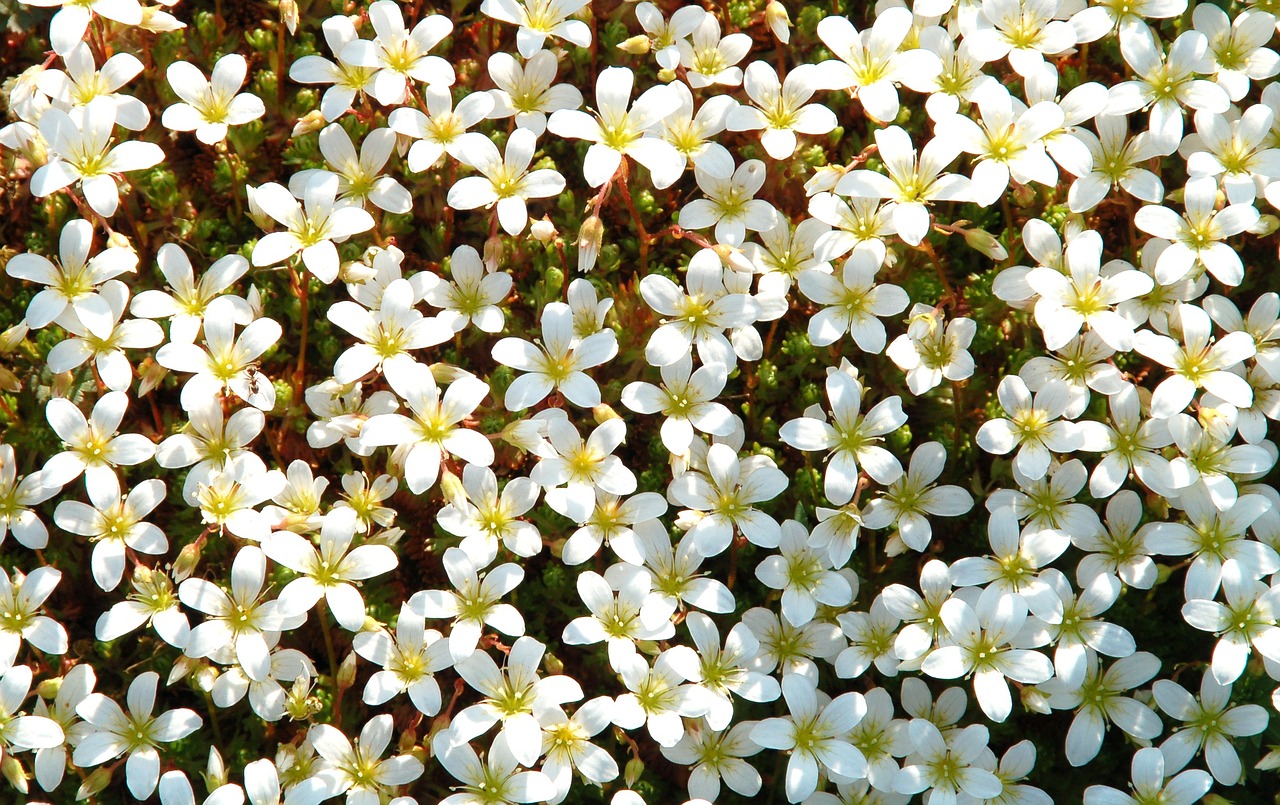 nature white flowers bed free photo