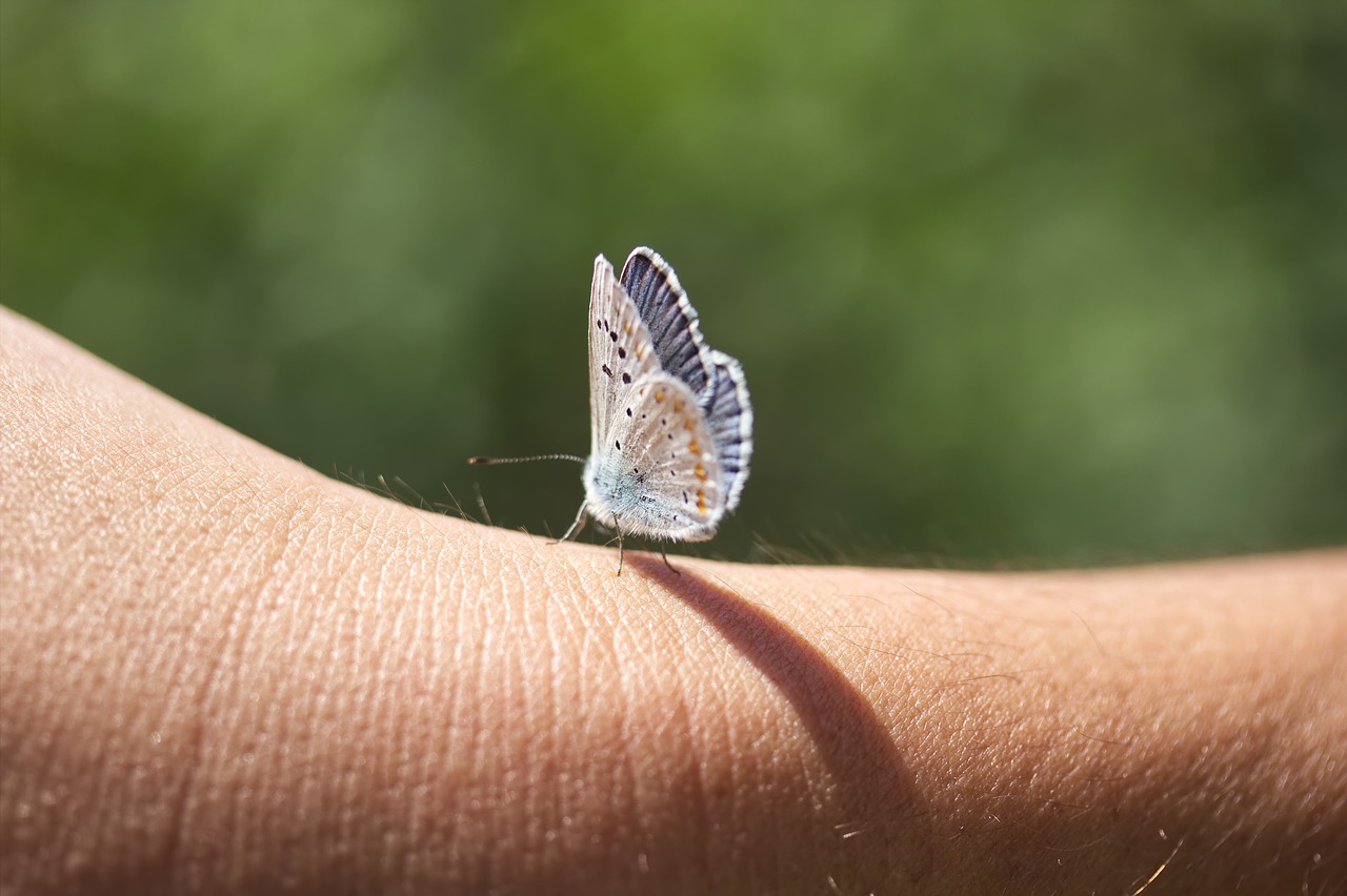 nature insect butterfly free photo