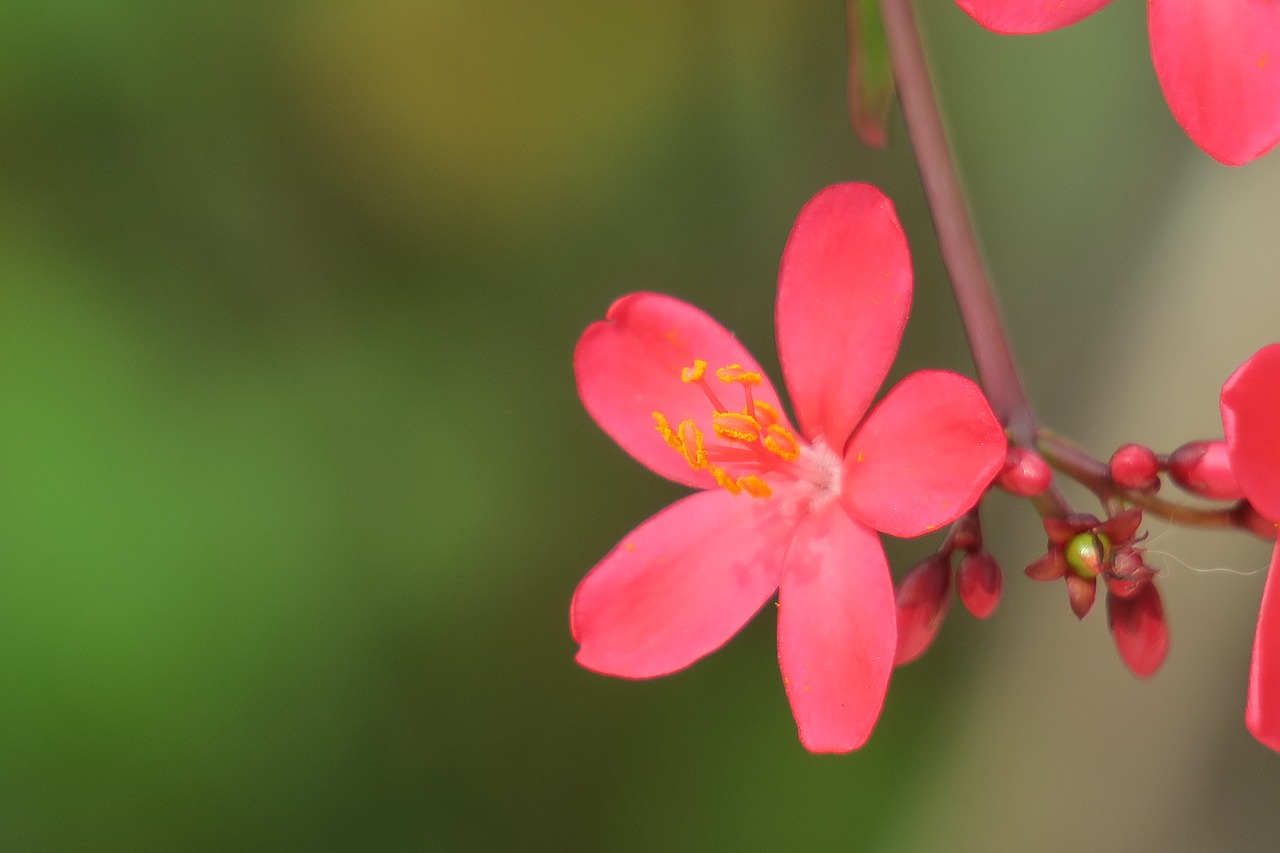 nature flower plant free photo