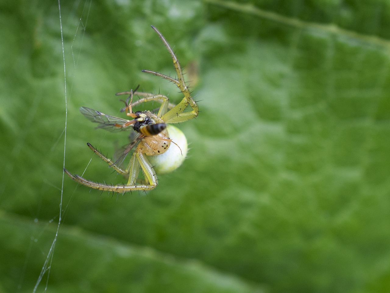 nature spider insect free photo