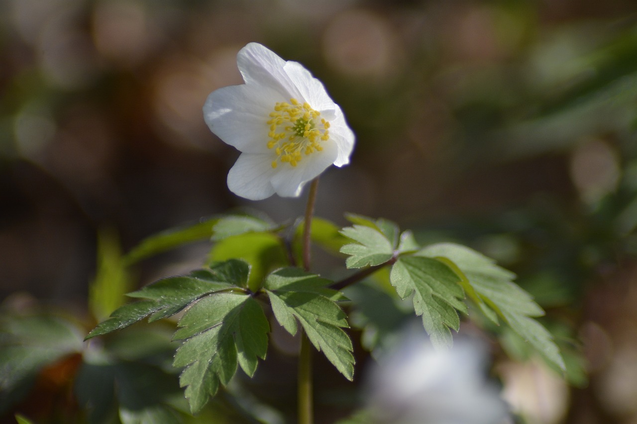 nature plant flower free photo