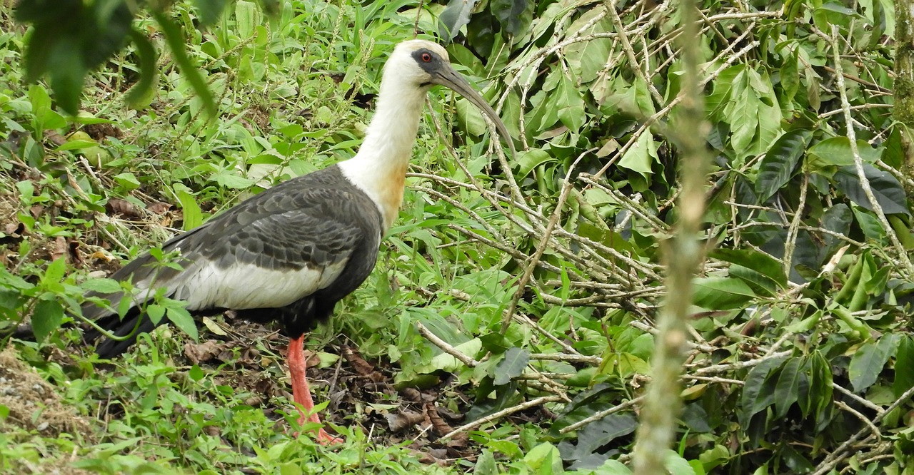 nature birds wild life free photo