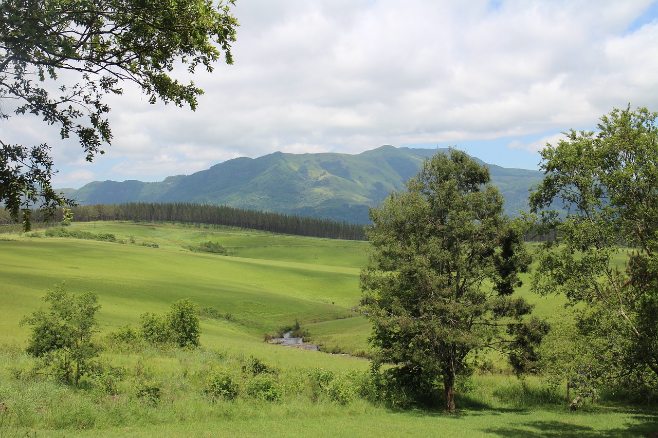 nature landscape tree free photo