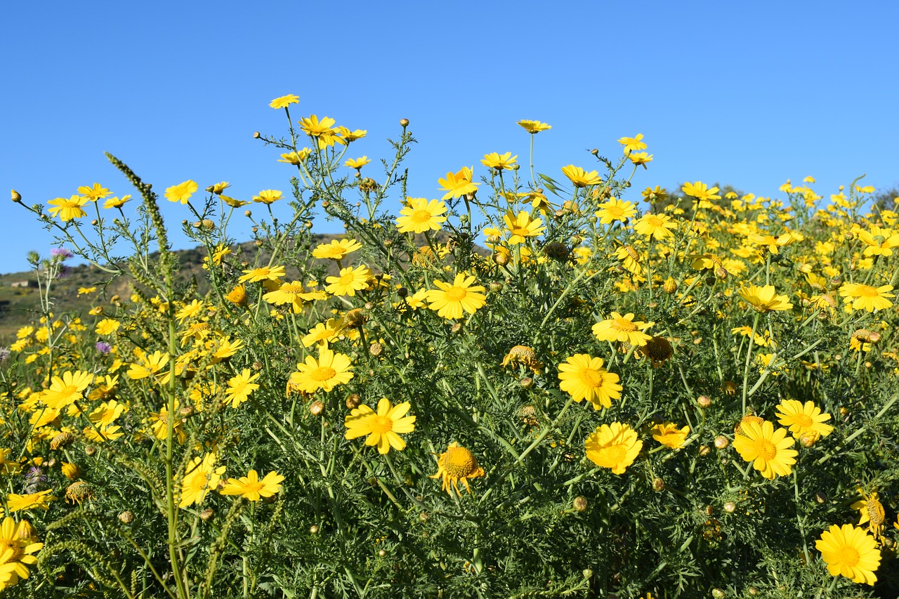 nature flower summer free photo