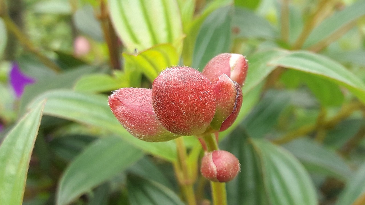 nature leaf garden free photo