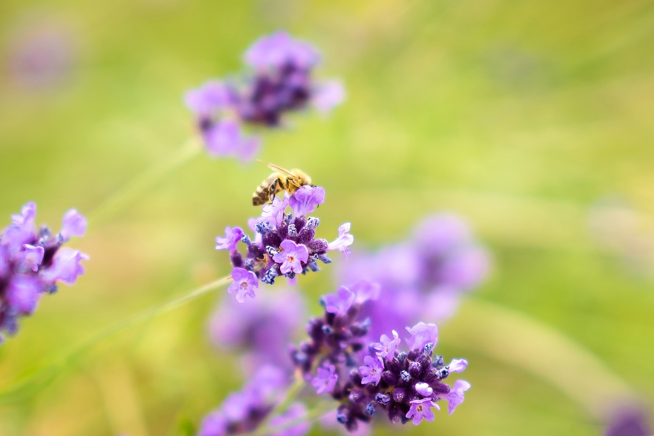 nature flower plant free photo