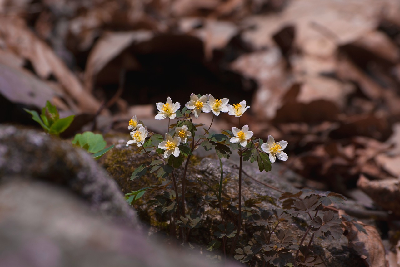 nature plants flowers free photo