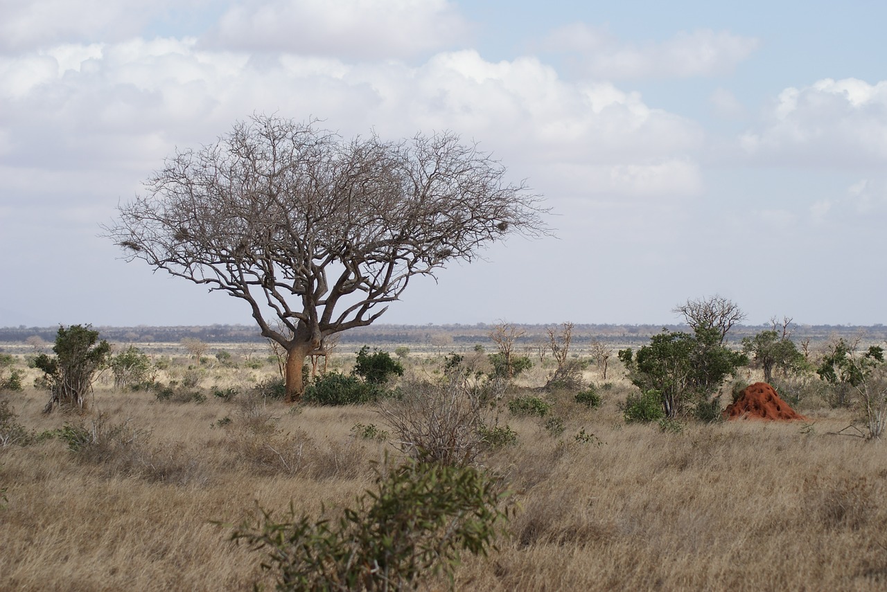 nature tree landscape free photo