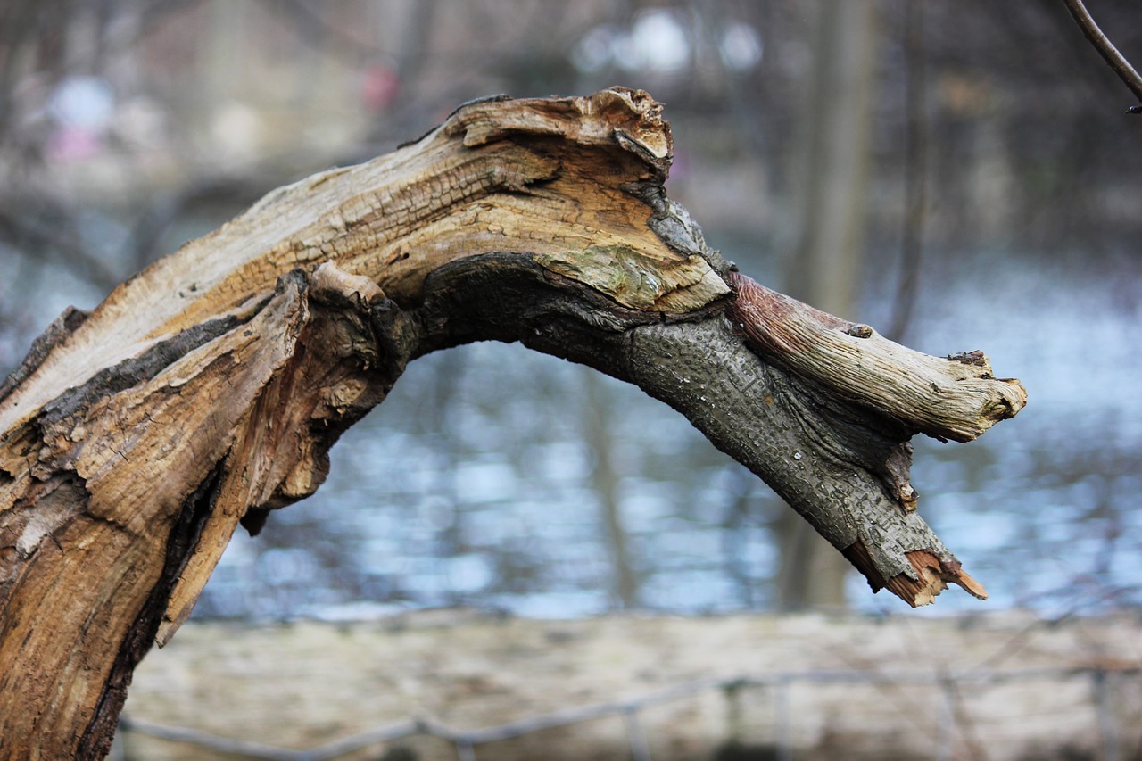 Nature для дерева. Bukva Wood когда деревья удивляют.