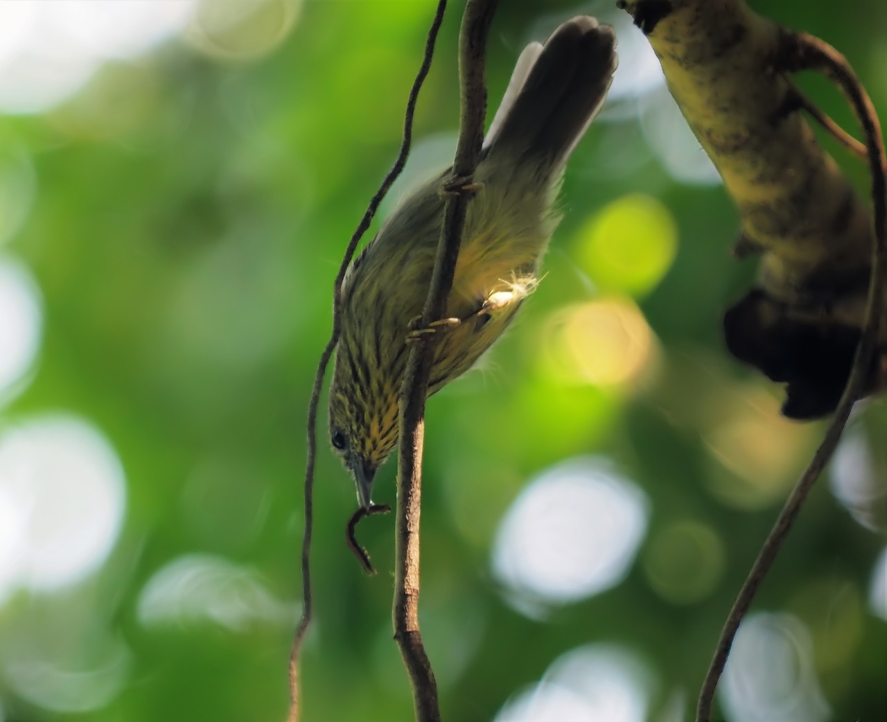 nature tree wildlife free photo