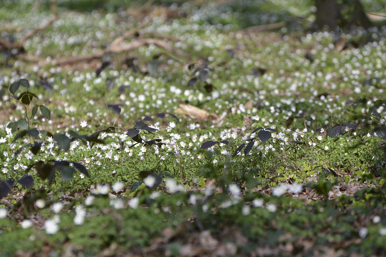 nature plant wood anemone free photo