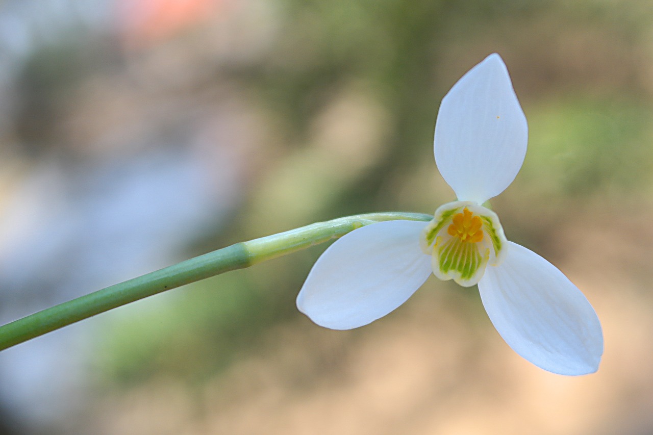 nature flower plant free photo