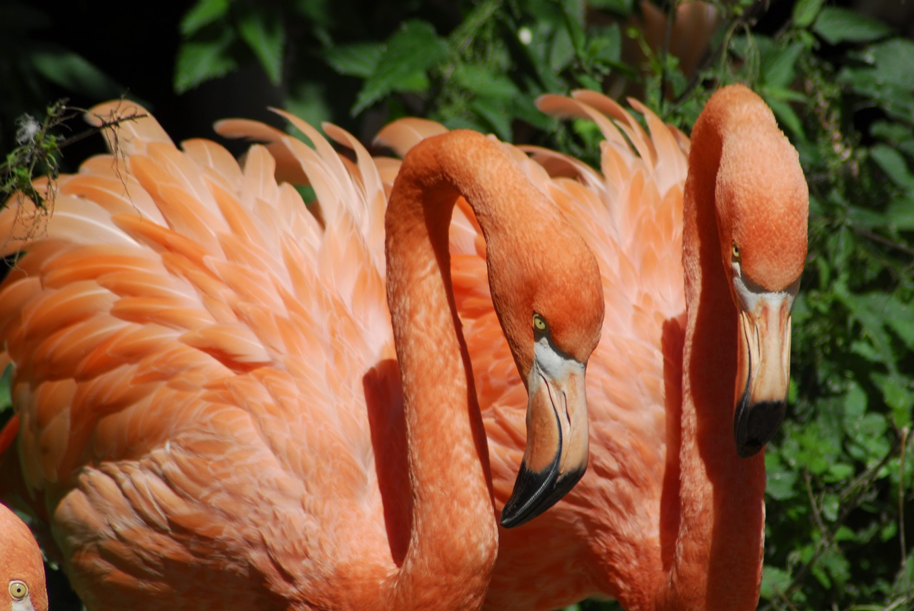 nature bird color free photo