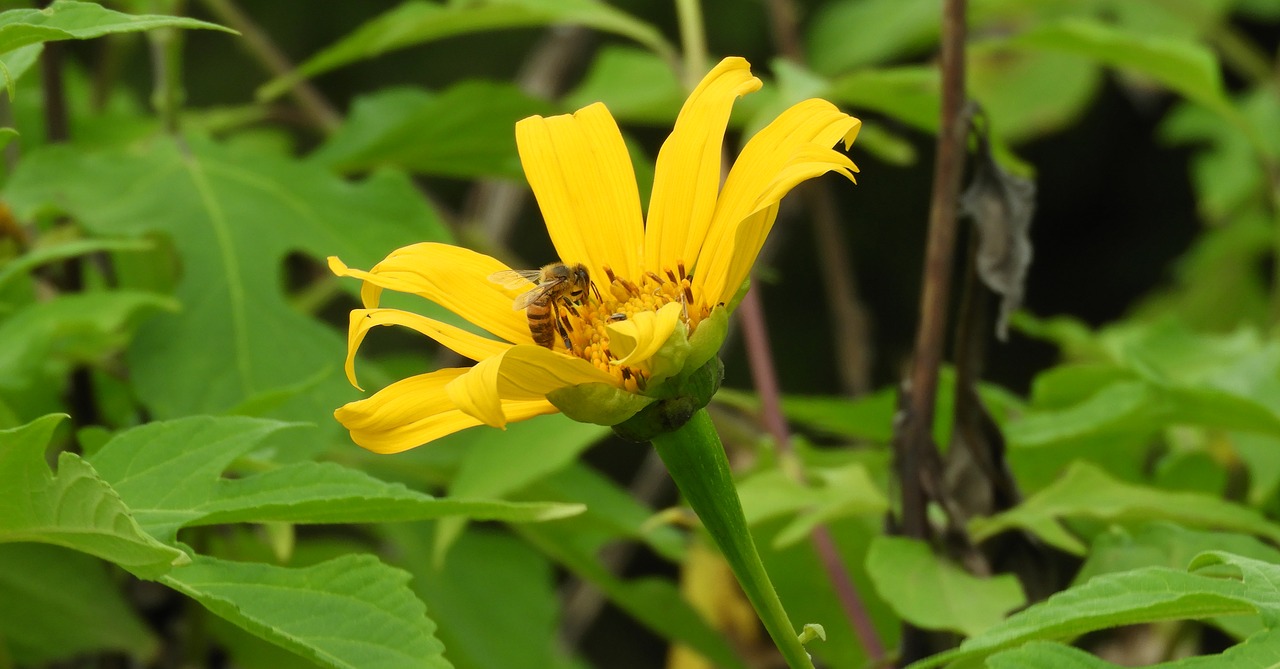 nature summer plant free photo