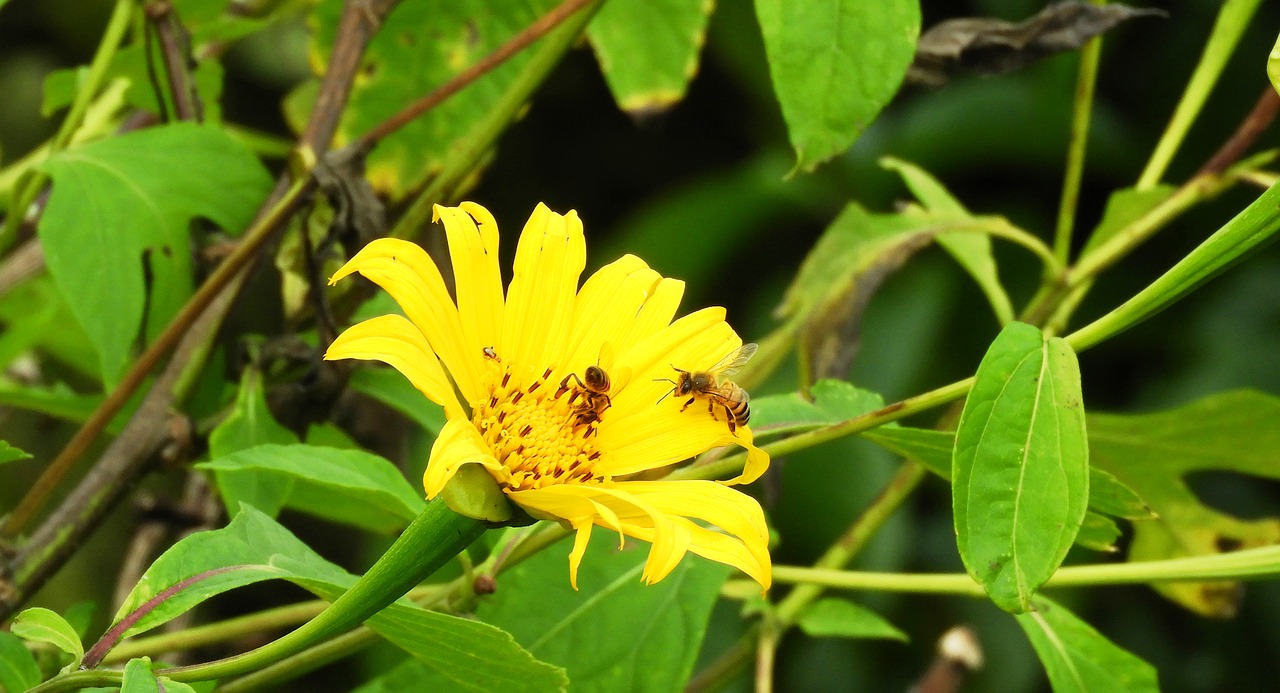 nature plant summer free photo