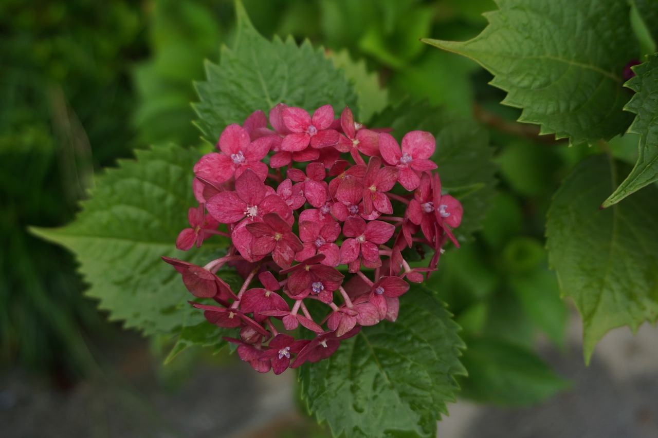 nature leaf plant free photo