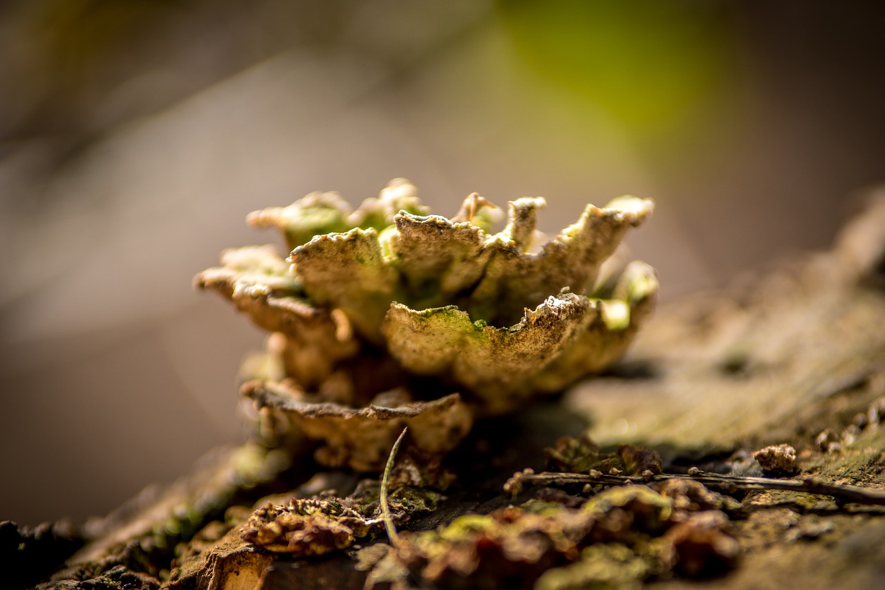 nature wood plant free photo