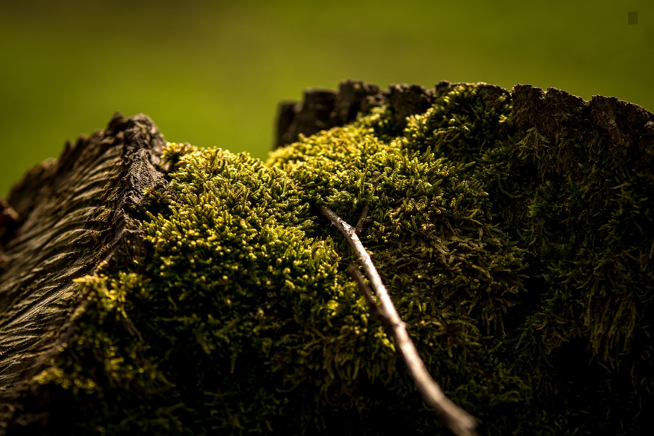 nature tree plant free photo