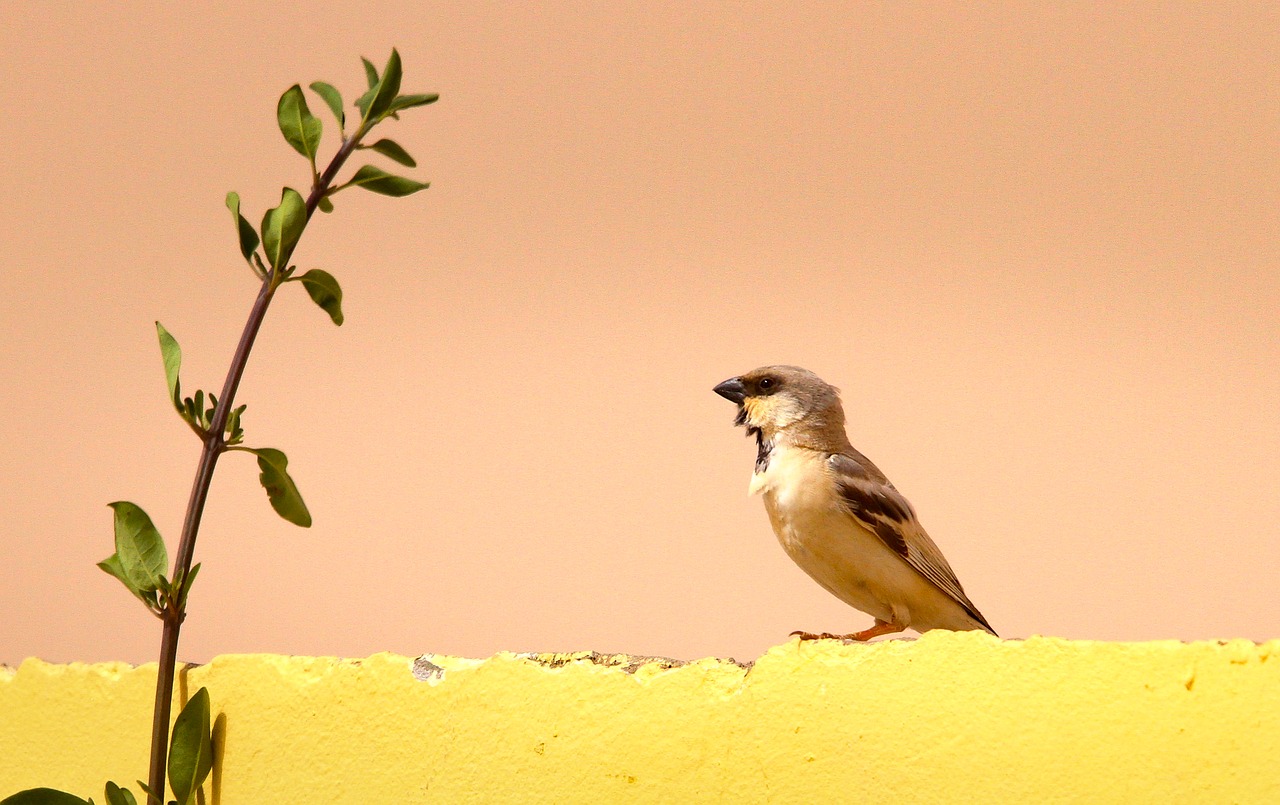 nature birds no person free photo