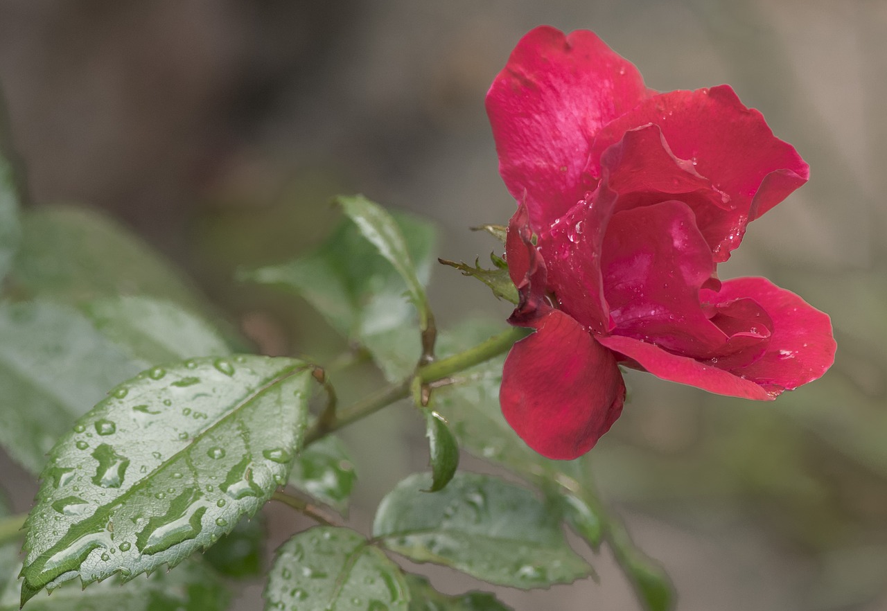 nature flower plant free photo