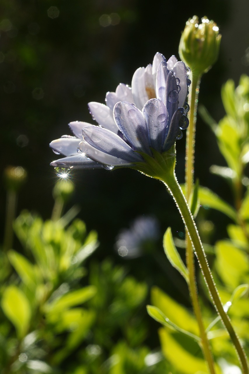 nature flower flora free photo