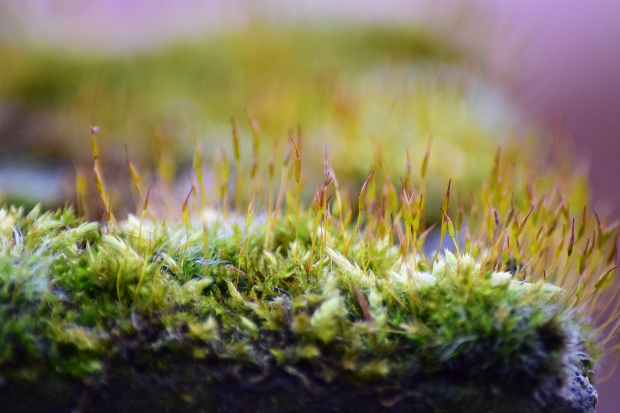 nature grass plant free photo