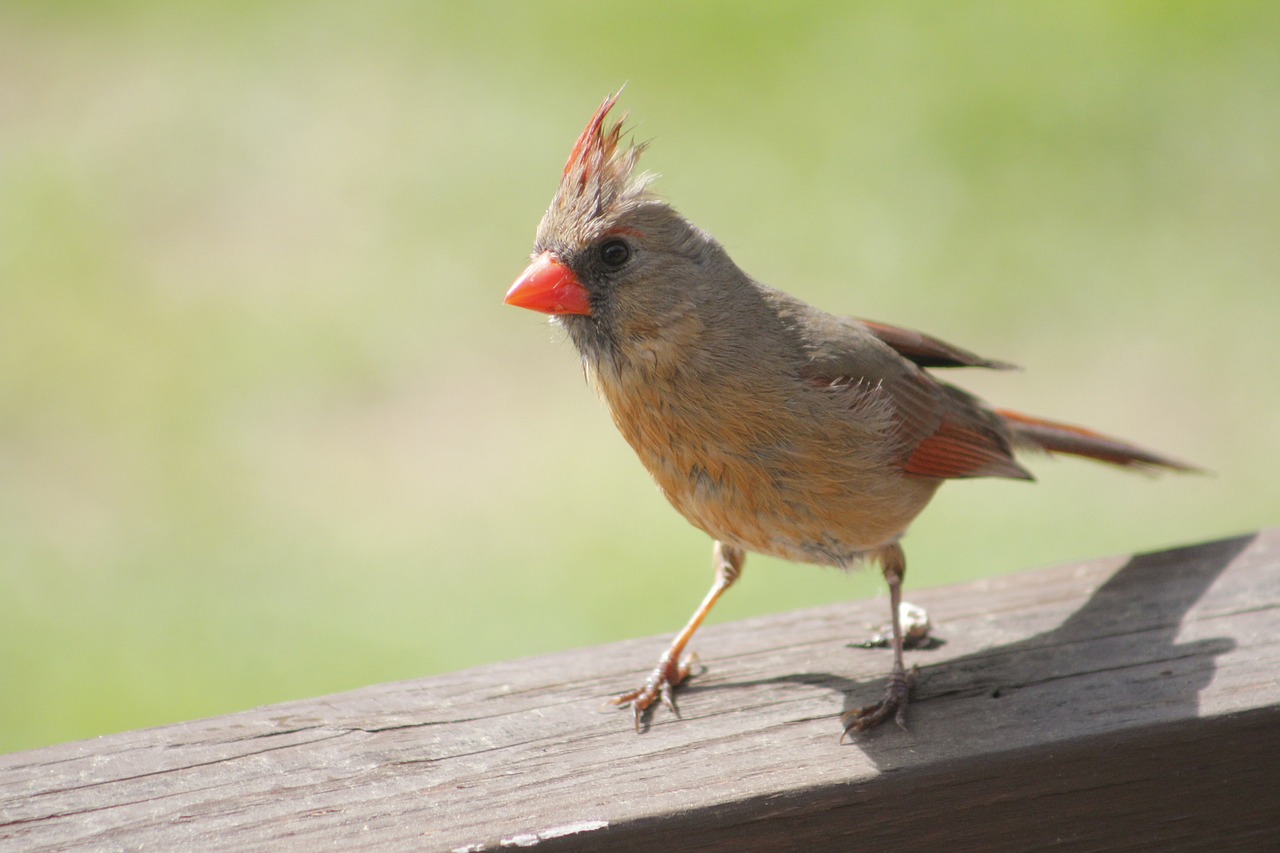 nature bird wildlife free photo