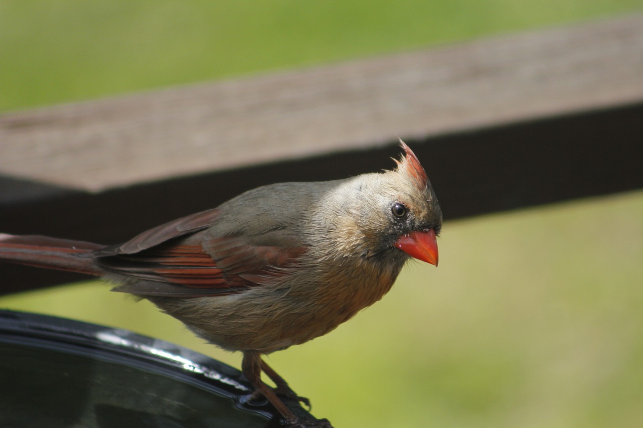 nature bird wildlife free photo