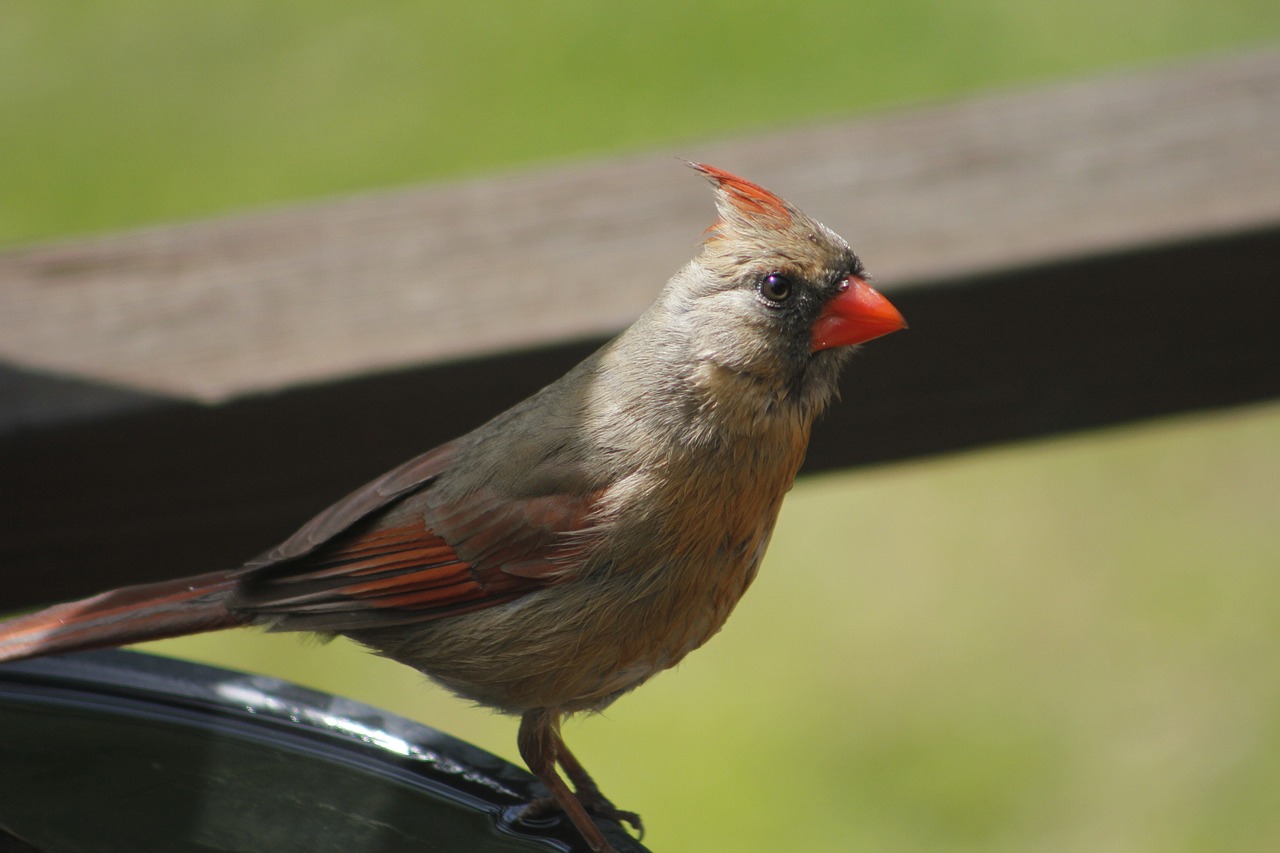 nature bird wildlife free photo