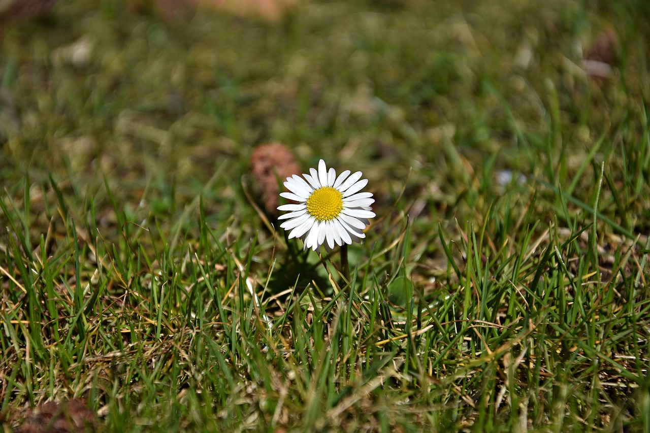 nature grass plant free photo