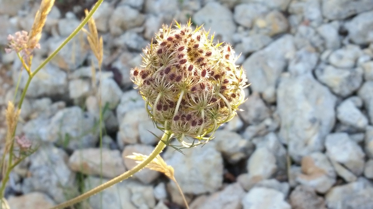 nature plant flower free photo