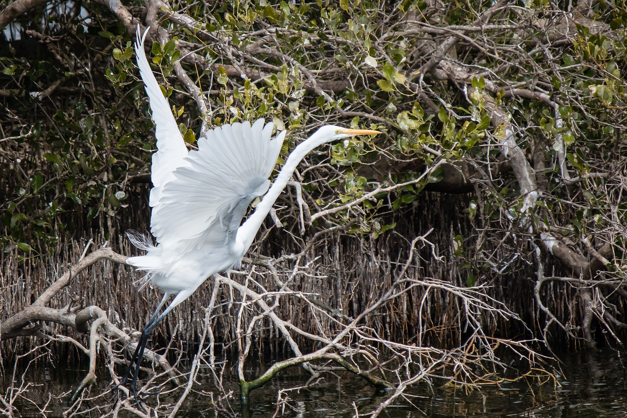 nature waters wildlife free photo