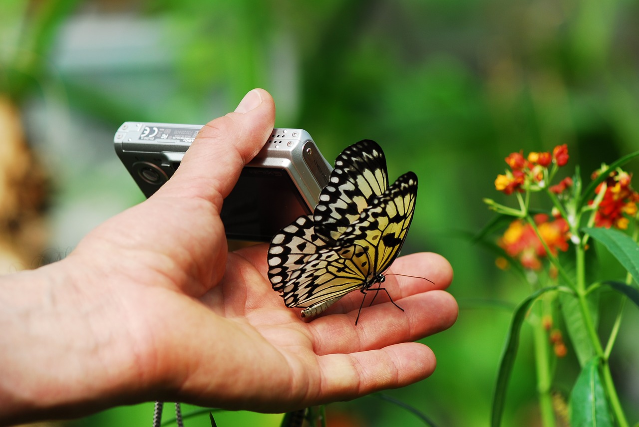 nature butterfly insect free photo