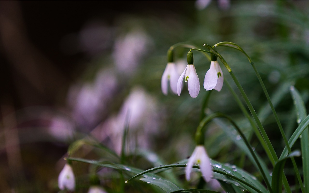 nature flower plant free photo