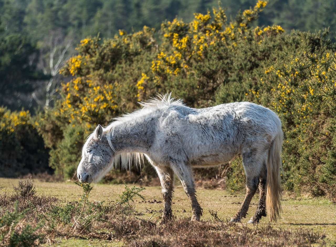 nature animal grass free photo