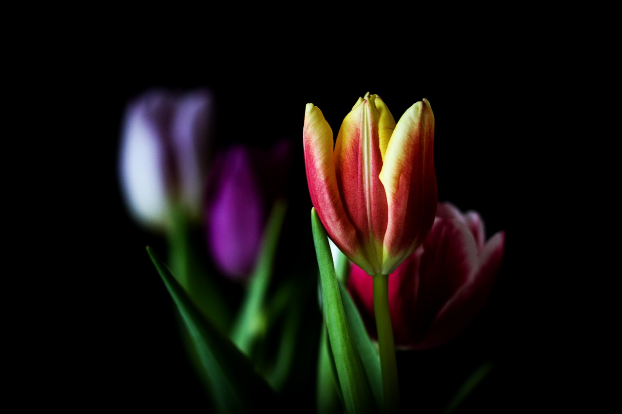 nature tulip flower free photo