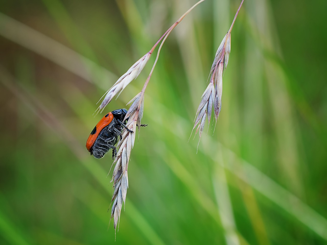 nature insect grass free photo