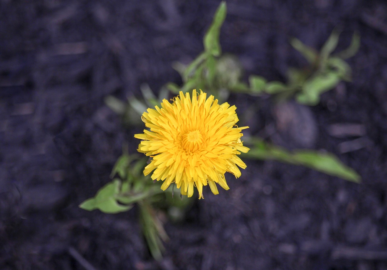 nature flower flora free photo