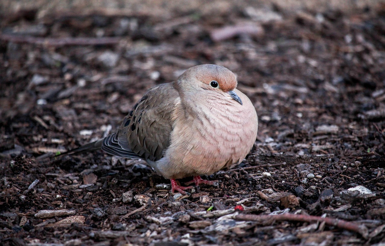 nature bird wildlife free photo