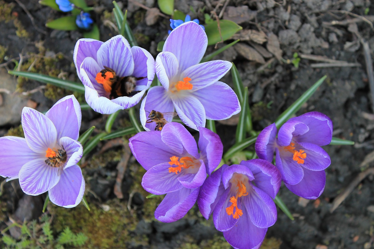 nature flower garden free photo