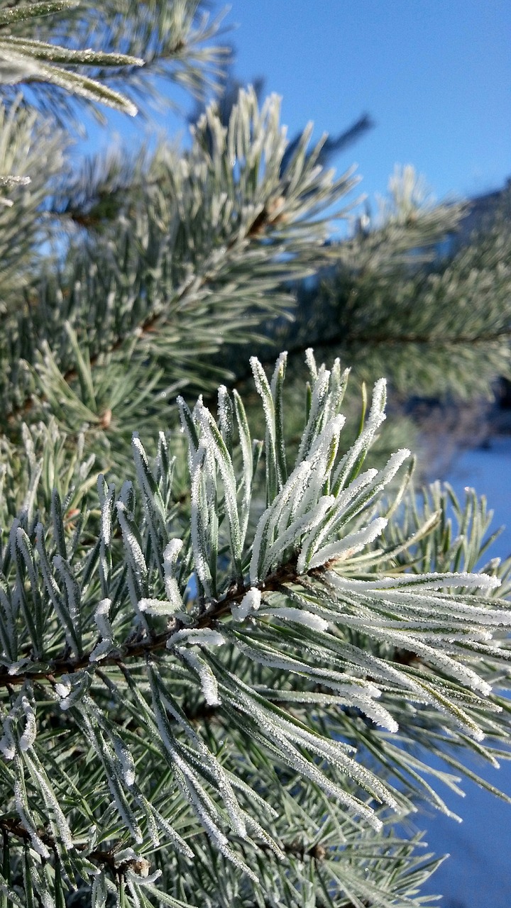 nature tree needle free photo