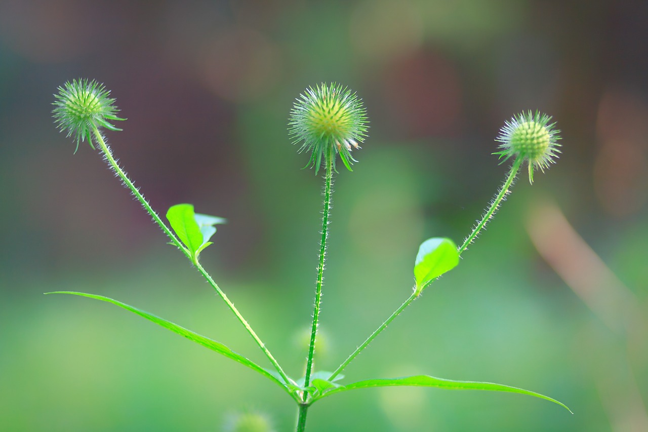 nature plant spring free photo