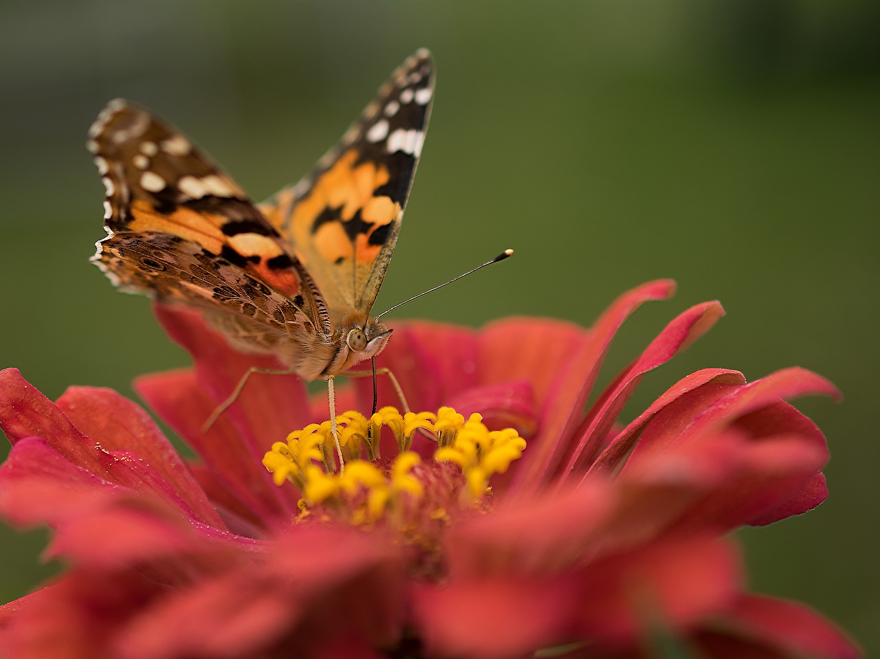 nature butterfly flower free photo