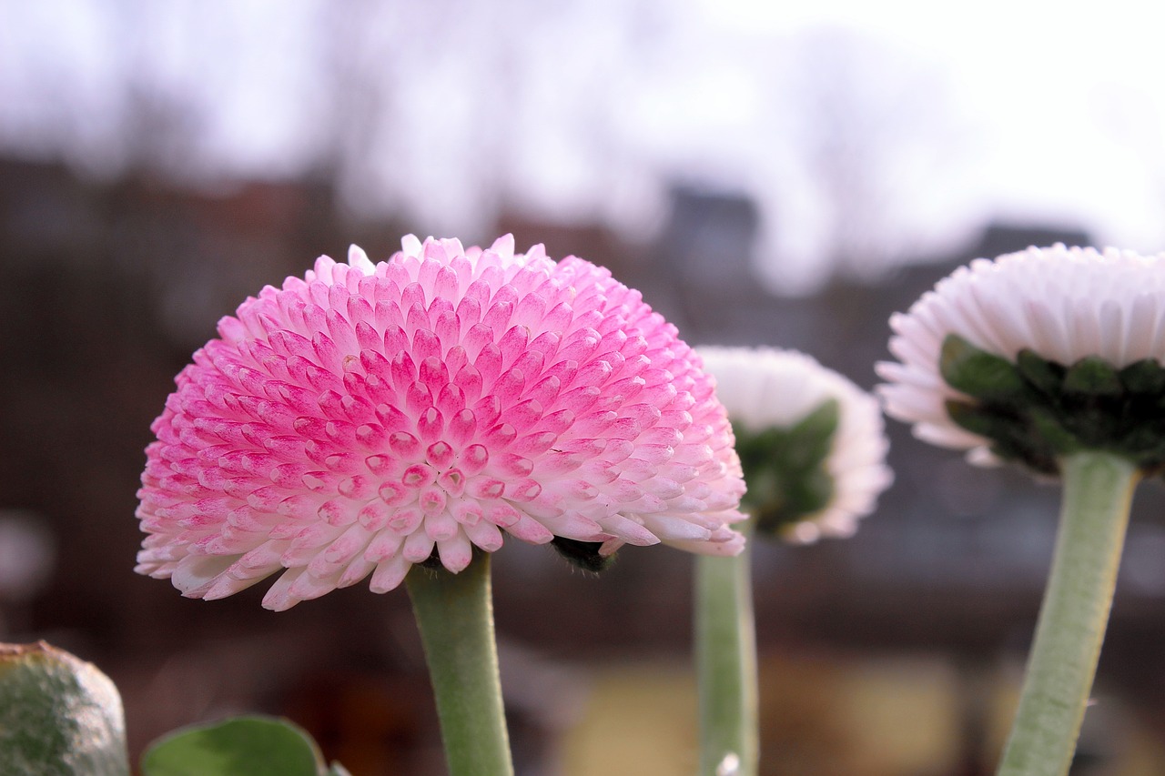 nature plant flower free photo