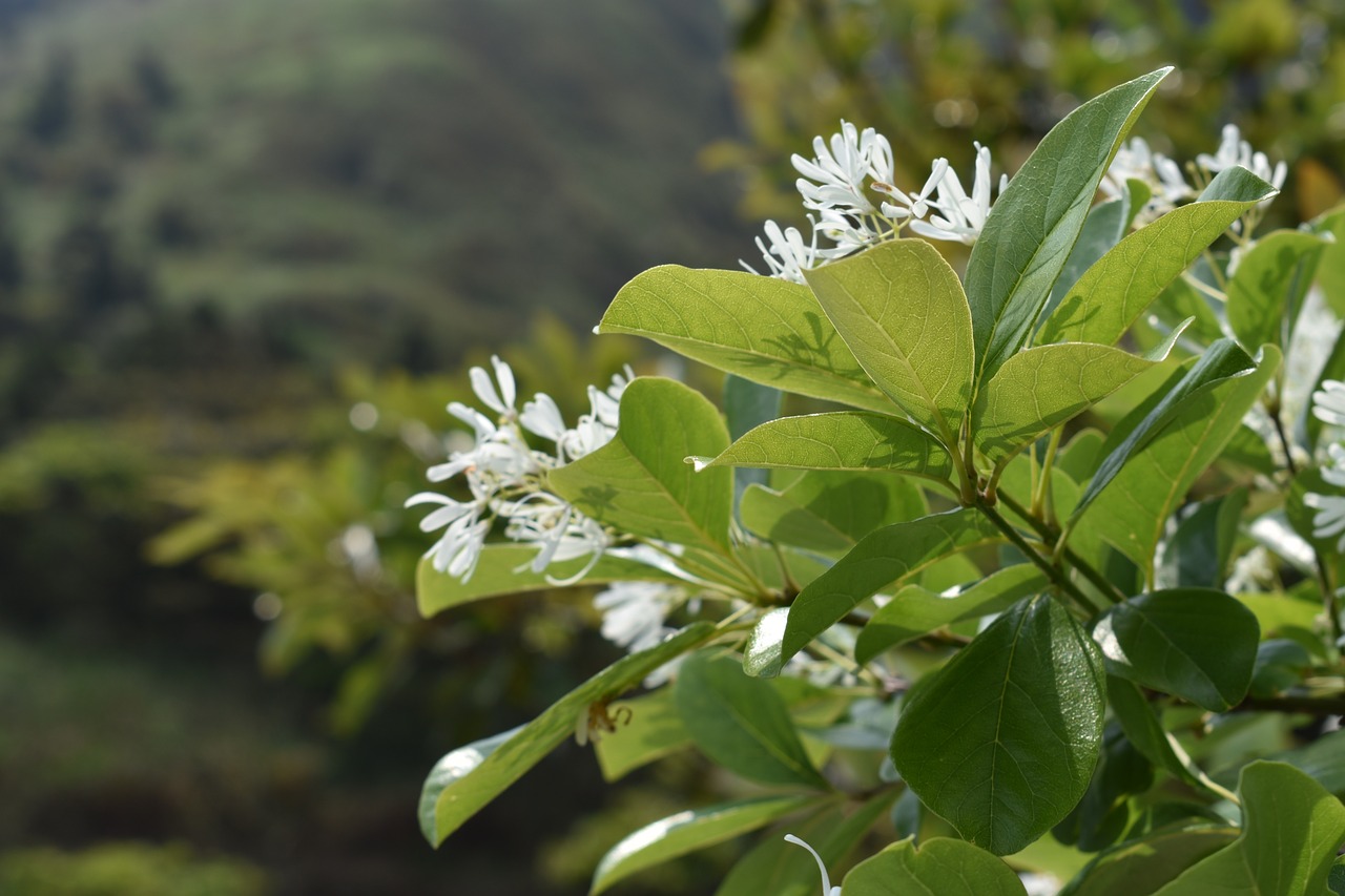 nature flora leaf free photo