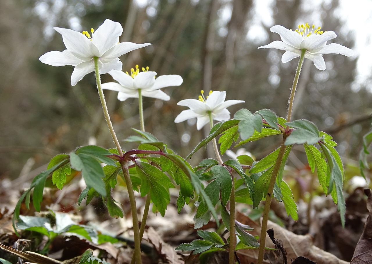 nature flower plant free photo