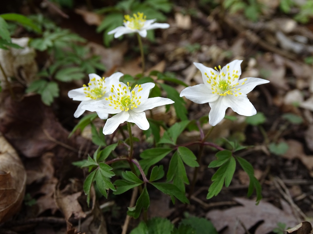 nature flower plant free photo